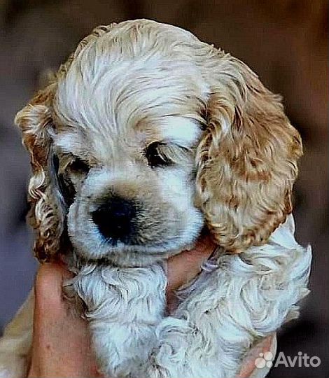 Американский кокер спаниель готовятся к продаже