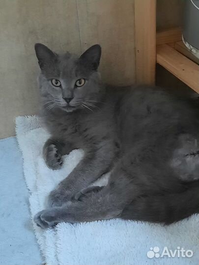 Мама-кошка с сыном ищут дом