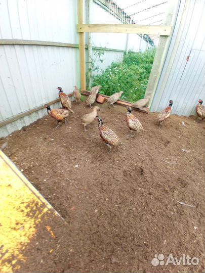 Фазан охотничий