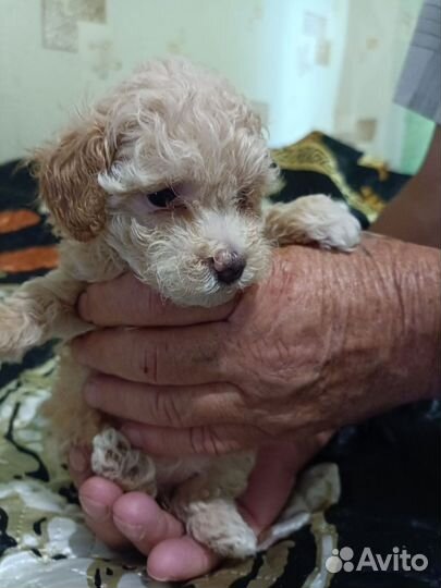 Мальтипу мини