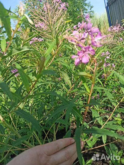 Иван- чай, кипрей