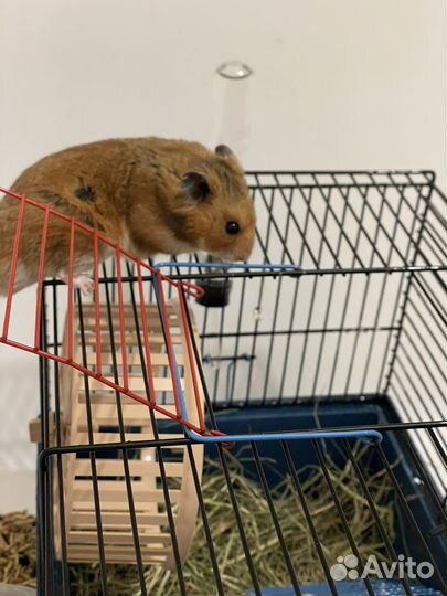 Сирийский хомяк