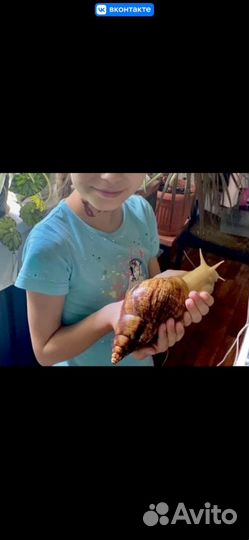 Улитка ахатина ретикулята альбинос