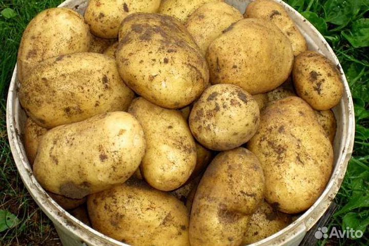 Картофель Гала