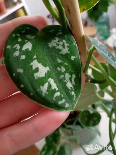 Сциндапсус пиктус