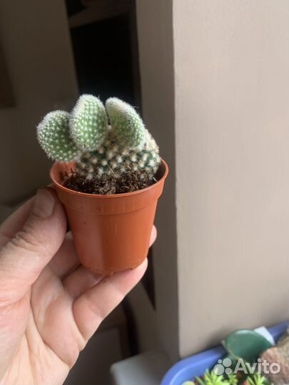 Мини Кактус Маммиллярия, суккуленты