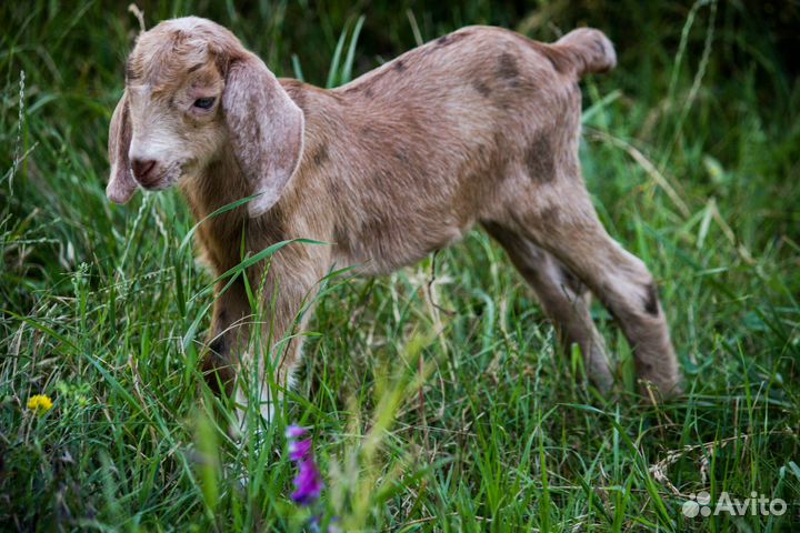 Камерунские, ламанча