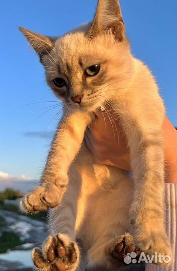 Котята в добрые руки бесплатно