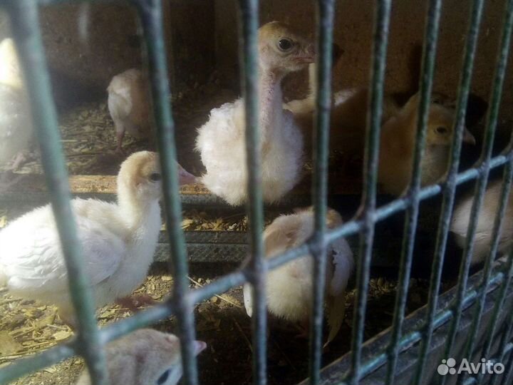 Индюки индюшата