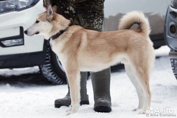 Западно сибирская лайка