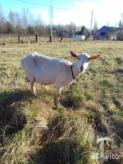 Коза дойная