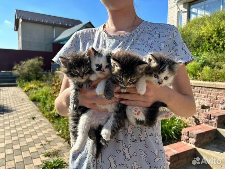 Котята в добрые руки