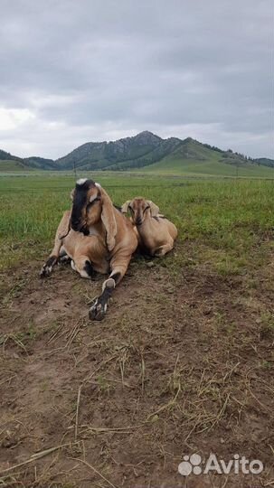 Продам козла