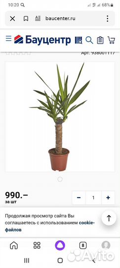 Комнатные цветы юкка