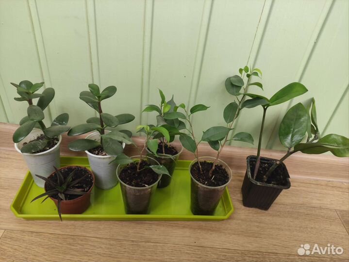 Фикус, толстянка, замиокулькас, хавортия