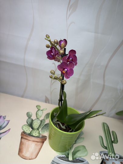 Орхидея фаленопсис