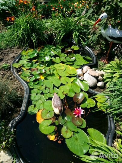 Нимфея (кувшинка)