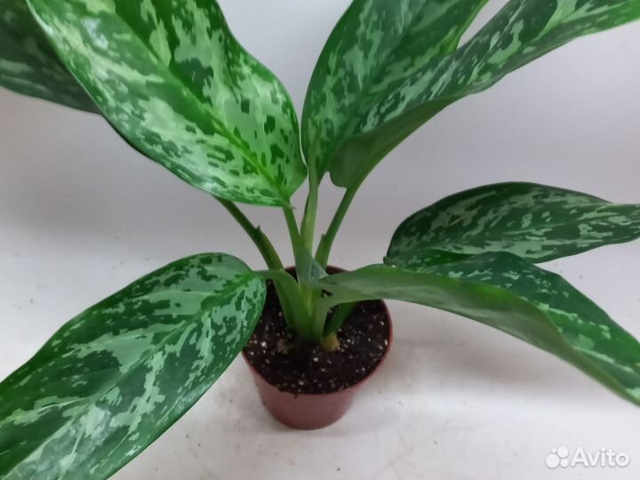 Аглаонема грин леди