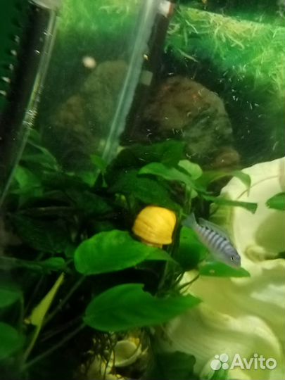 Голубая зебра