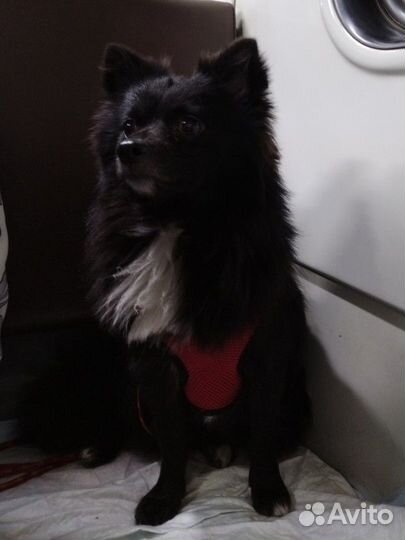 Шпиц (помчи)