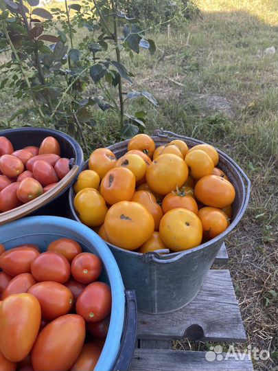 Помидоры свежие домашние из деревни