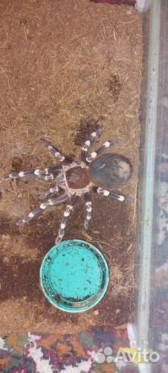 Пауки птицееды