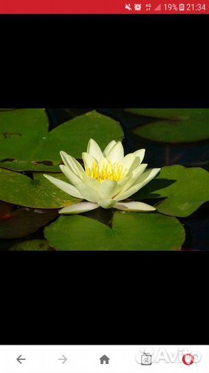 Нимфея(лилия водная)