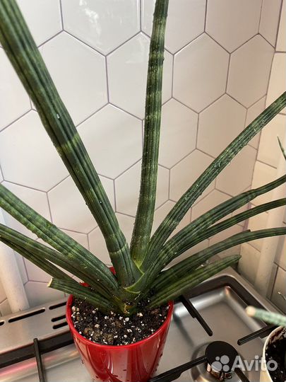 Сансивиерия сортовая