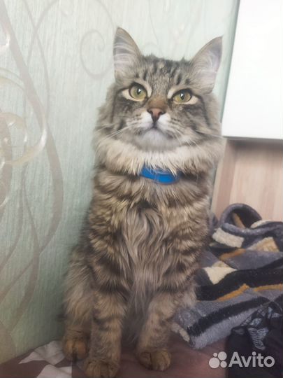 Найденные коты