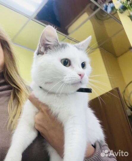 Молодая кошка бесплатно