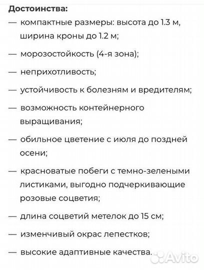 Гортензия Самарская Лидия