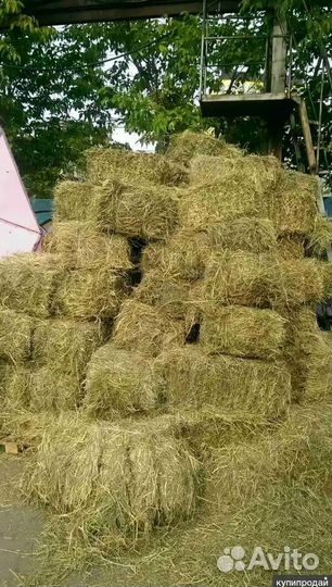 Сено в тюках от изготовителя (И в наличии Сеяное)