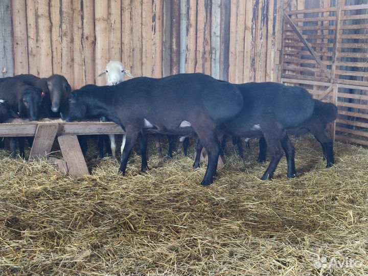 Овцы,ягнята, бараны