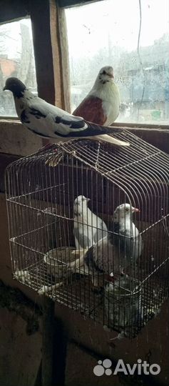 Продам летных голубей