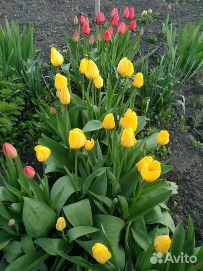 Луковицы тюльпанов