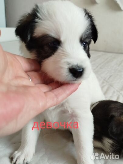 Собака в добрые руки отдам бесплатно