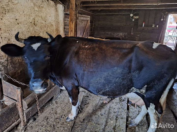 Корова дойная
