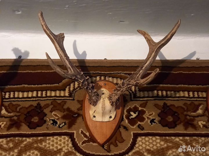 Рога косули