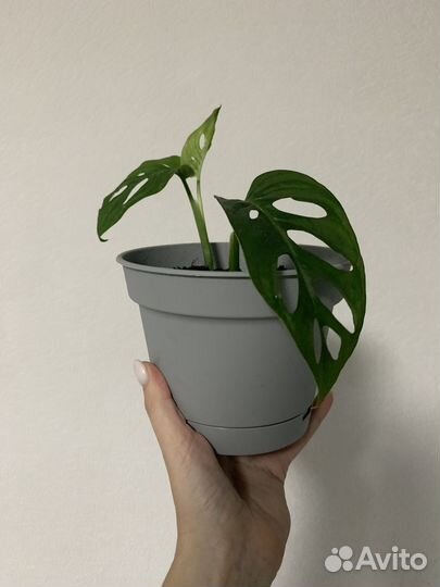 Монстера адансона