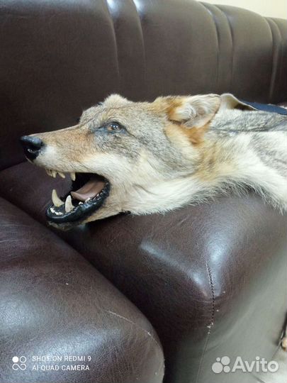 Тамбовский волк