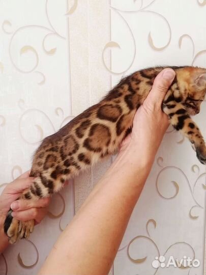 Бенгальские малыши на август/сентябрь