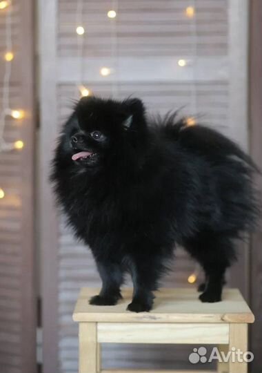 Померанский шпиц вязка