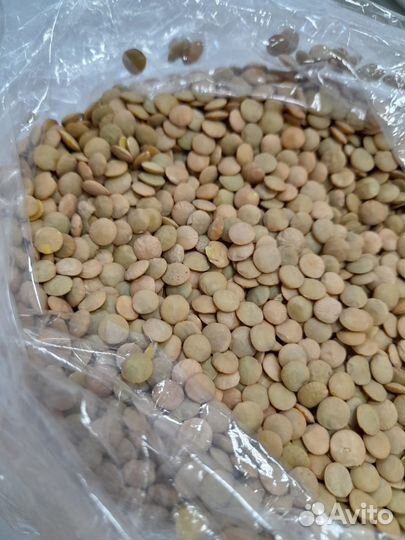 Чечевица зеленая