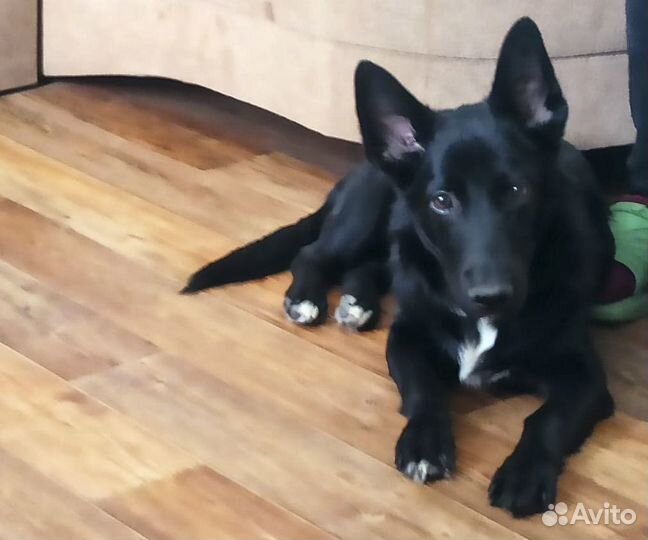 Небольшой метис таксы и лайки Блэкки 6 мес в дар