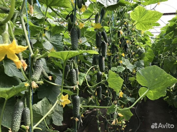 Семена профессионального огурца