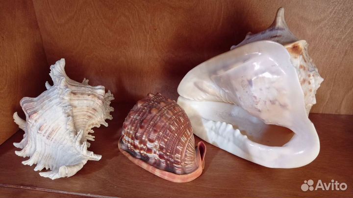 Морские раковины для Аквариума