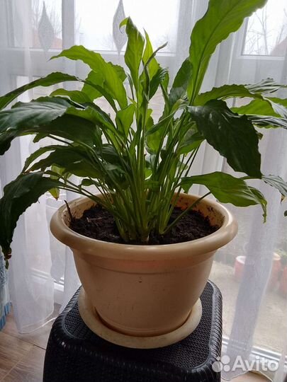 Спатифиллум