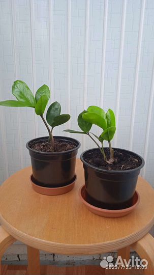 Замиокулькас