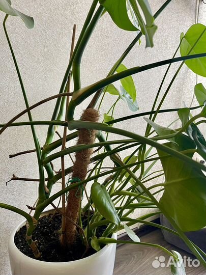 Монстера Роскошная Пышная + Кашпо