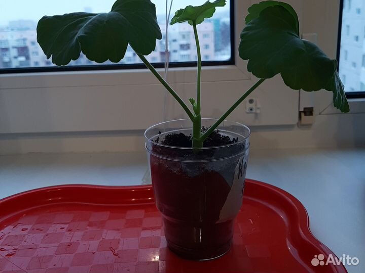 Пеларгония герань